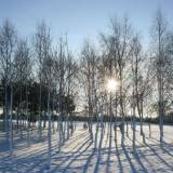Bouleaux Argentes Dans la Neige