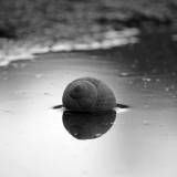 Silver Snail Shell
