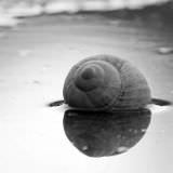 silver snail shell thumb