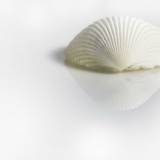 Bijoux Fantaisie Noel Blanc Coquillage Bijoux Fantaisie Noel Blanc Coquillage